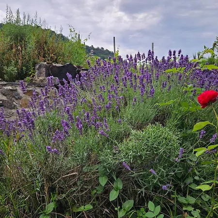 Somloi Vandor Somlovasarhely